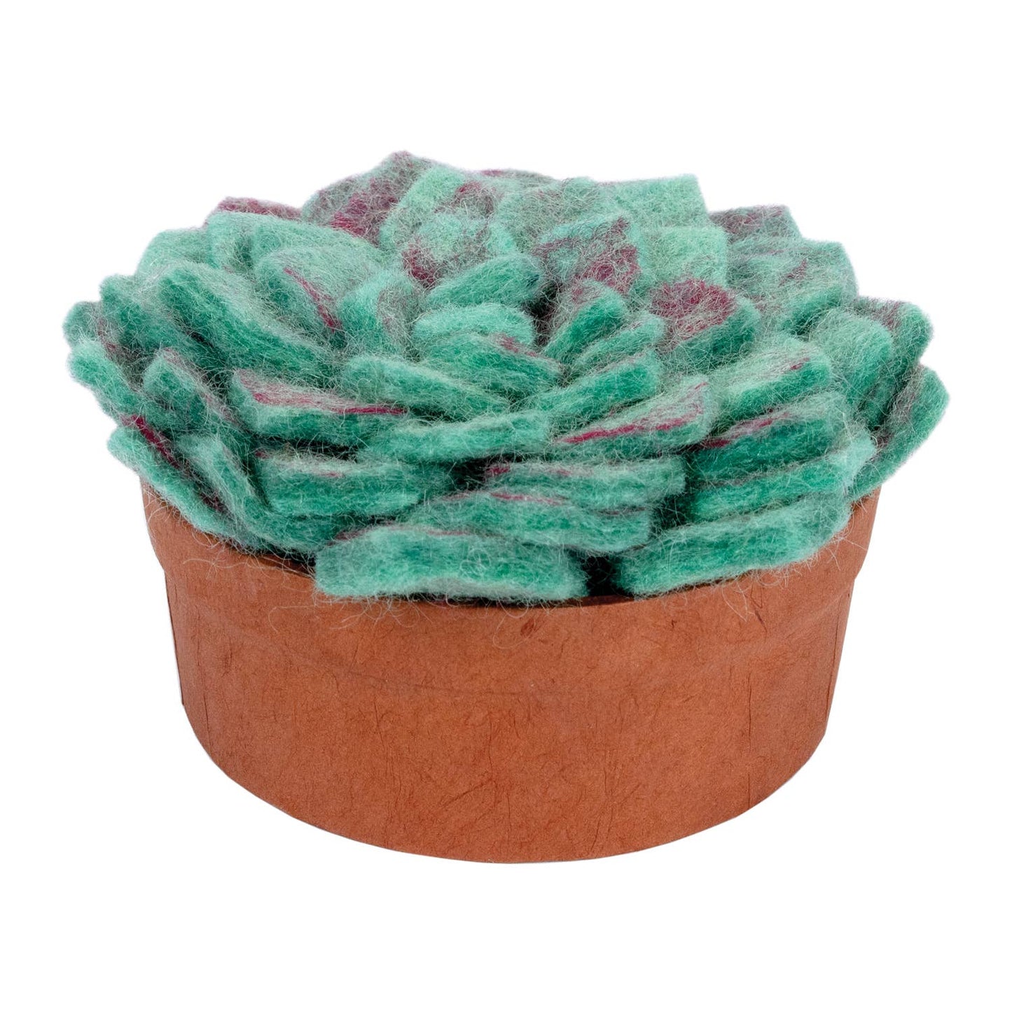 Lotus Cactus