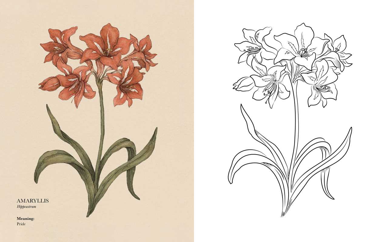 Coloring Book - Floriography