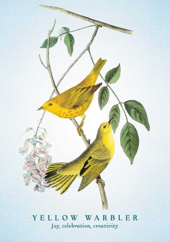 Spiritual Meaning of Birds Oracle Deck