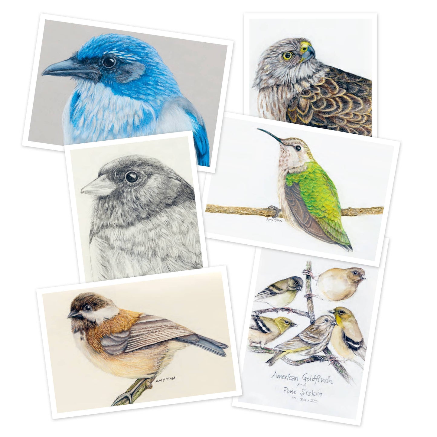 The Backyard Bird Chronicles: 50 Postcards by Amy Tan