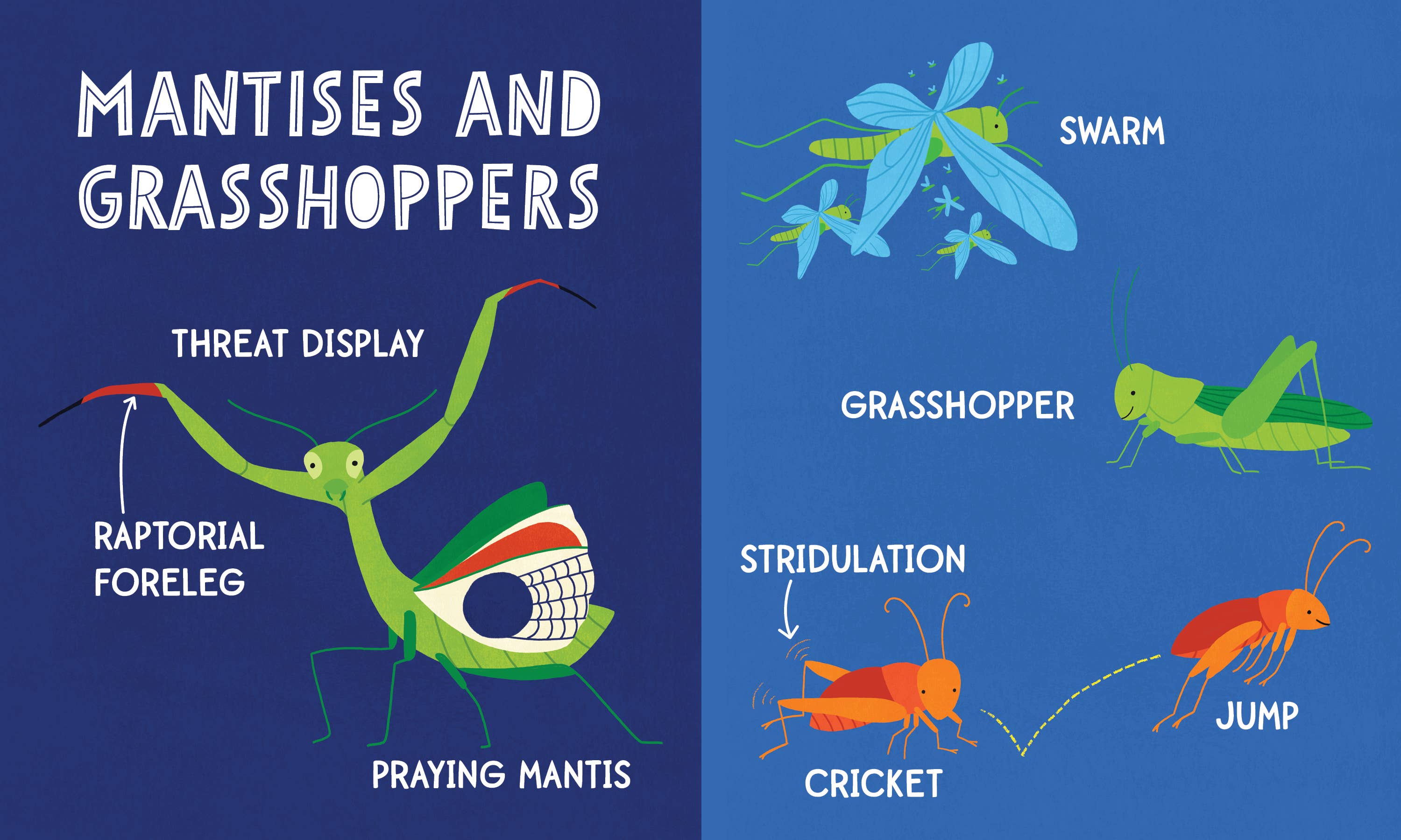 My First 100 Bug Words (BB-Padded)