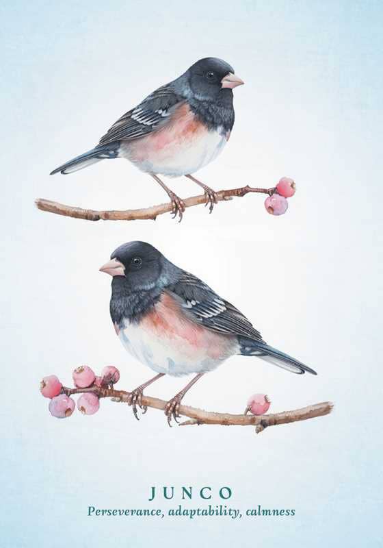 Spiritual Meaning of Birds Oracle Deck