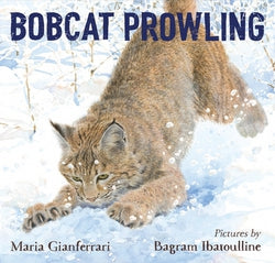LTP - Bobcat Prowling